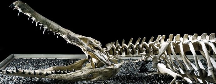 Alligator skeleton on display at the Charleston history museum